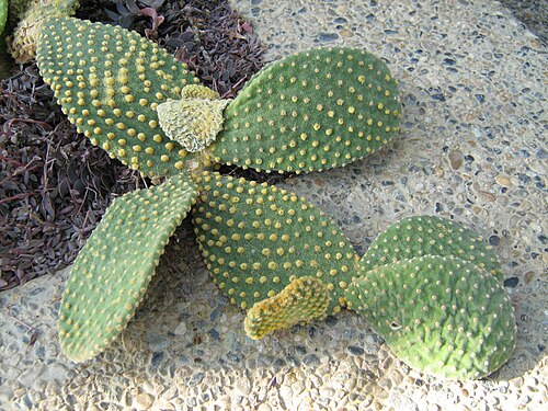 Angel's-wings: Opuntia microdasys in the botanic garden of Berne