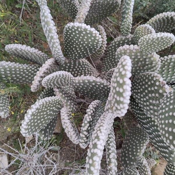 Angel's-wings (Opuntia microdasys)