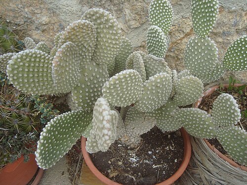 Angel's-wings: Cactus "Opuntia microdasys". Lugar: Torre de Arcas, Teruel.