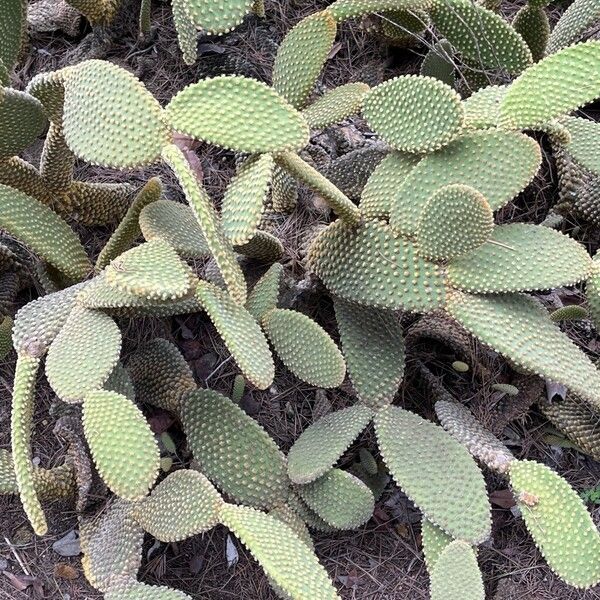 Angel's-wings (Opuntia microdasys)