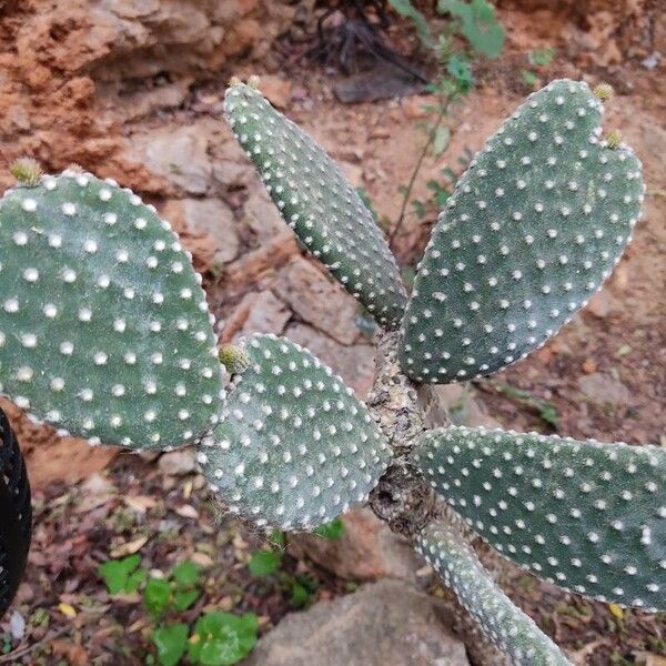 Angel's-wings (Opuntia microdasys)