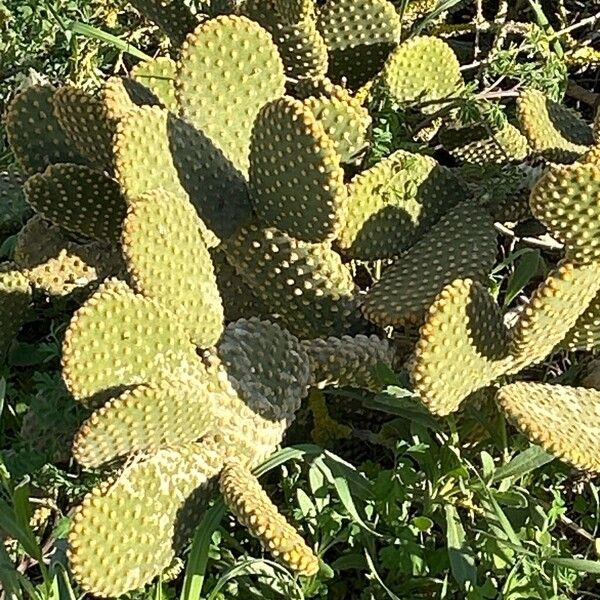 Angel's-wings (Opuntia microdasys)