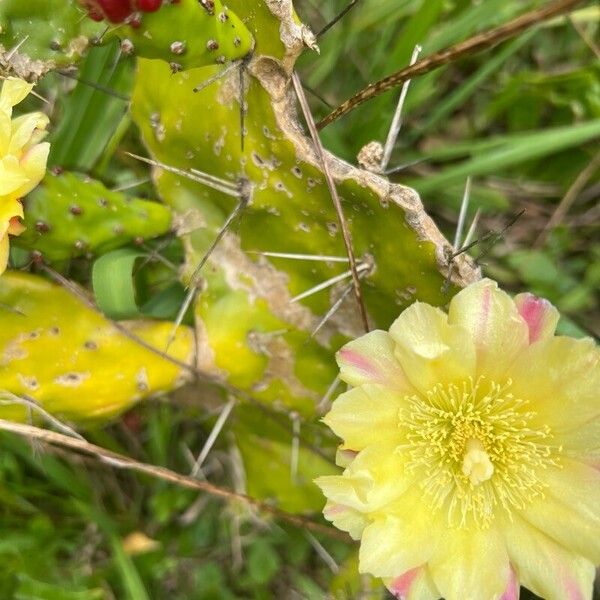 Common pricklypear (Opuntia monacantha)