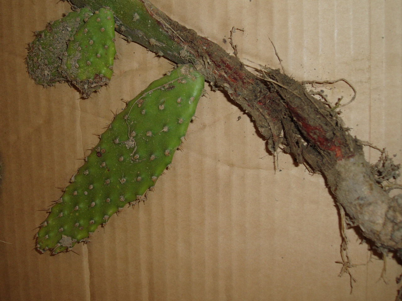 Common pricklypear (Opuntia monacantha)