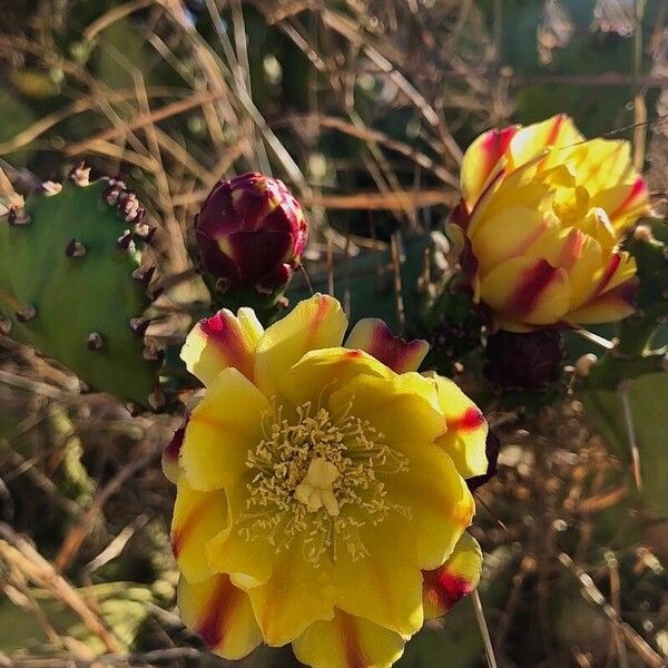Common pricklypear (Opuntia monacantha)