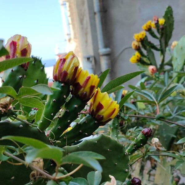 Common pricklypear (Opuntia monacantha)