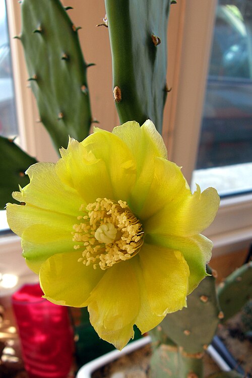 Common pricklypear: Fleur d'opuntia, si quelqu'un connais l'espèce exacte qu'il n'hésite pas à la mettre