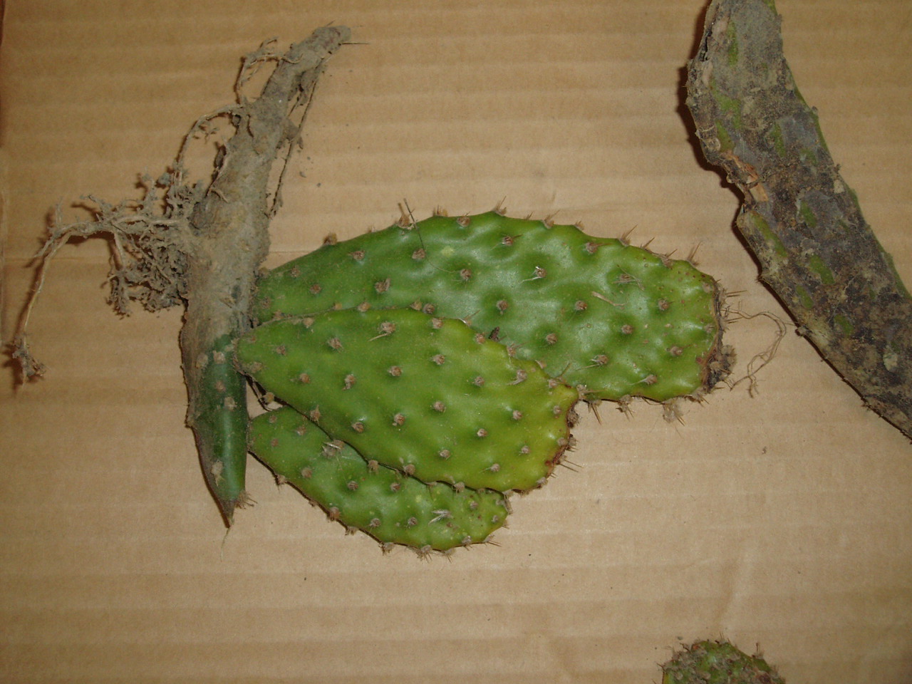 Common pricklypear (Opuntia monacantha)
