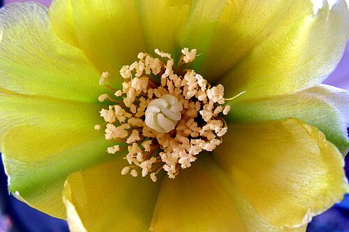 Common pricklypear: Fleur d'opuntia, si quelqu'un connaît l'espèce exacte merci de l'indiquer