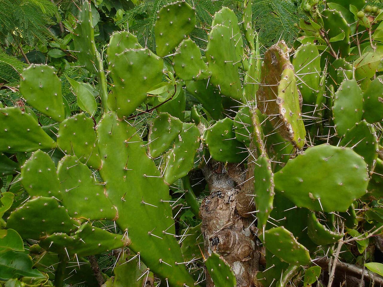 Common pricklypear: Opuntia monacantha, in Tonga