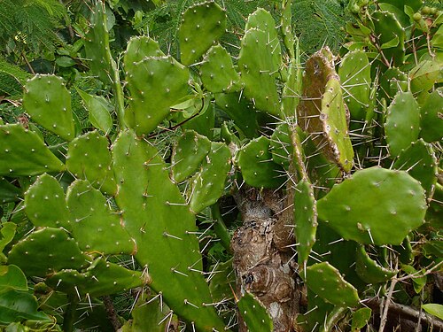 Common pricklypear: Opuntia monacantha, in Tonga