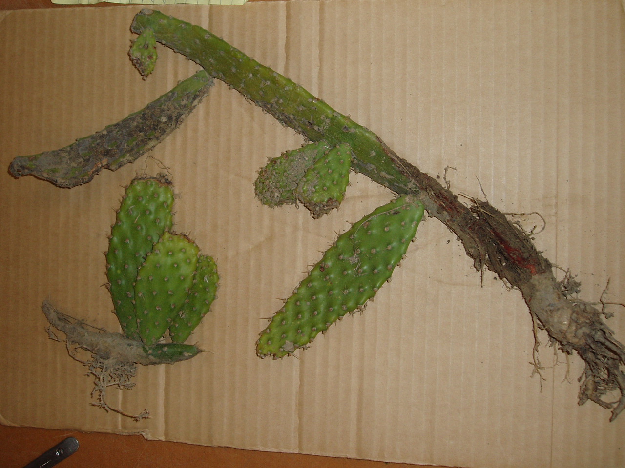 Common pricklypear (Opuntia monacantha)