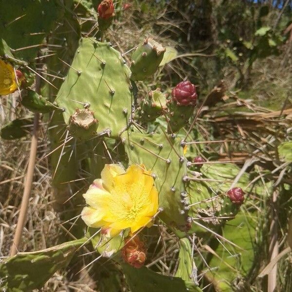 Common pricklypear (Opuntia monacantha)