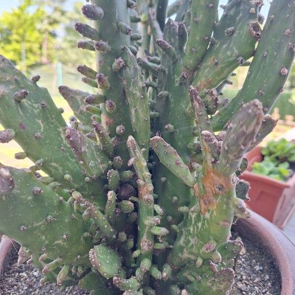 Common pricklypear (Opuntia monacantha)