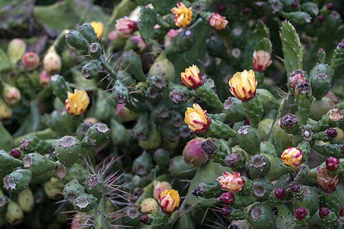 Common pricklypear: Opuntia in Pé da Serra, Rio Maior