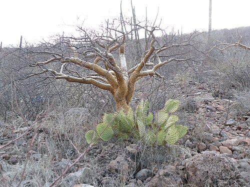 Chaparral pricklypear: La Paz 2, Baja California Sur
