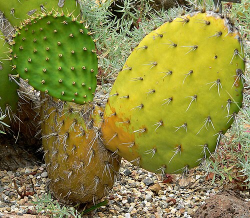 Chaparral pricklypear: Photo of Opuntia oricola at the Regional Parks Botanic Garden