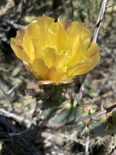 Chaparral pricklypear (Opuntia oricola)