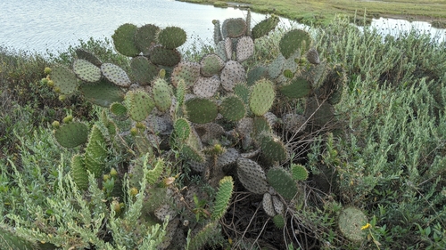 Chaparral pricklypear (Opuntia oricola)