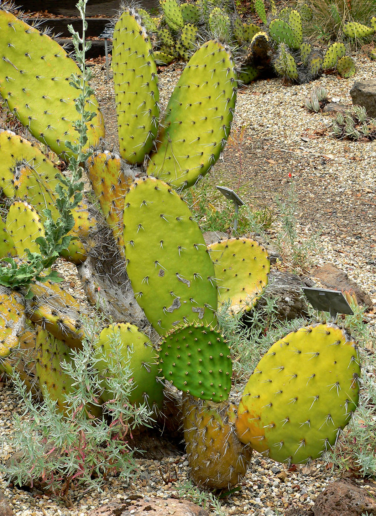 Chaparral pricklypear: Photo of Opuntia oricola at the Regional Parks Botanic Garden