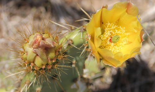 Chaparral pricklypear (Opuntia oricola)
