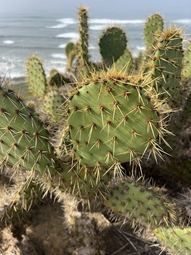 Chaparral pricklypear (Opuntia oricola)