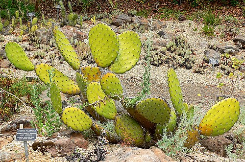 Chaparral pricklypear: Photo of Opuntia oricola at the Regional Parks Botanic Garden