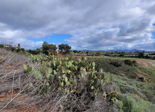 Chaparral pricklypear (Opuntia oricola)