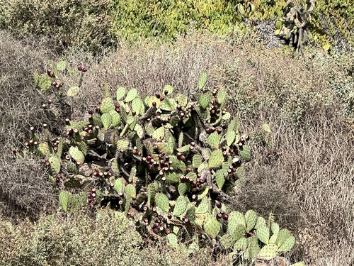 Chaparral pricklypear (Opuntia oricola)