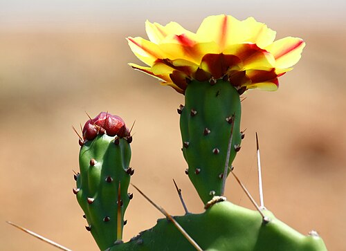 Tulip pricklypear: Cactus flower and bud of one of Opuntia phaeacantha species in Sri Lanka