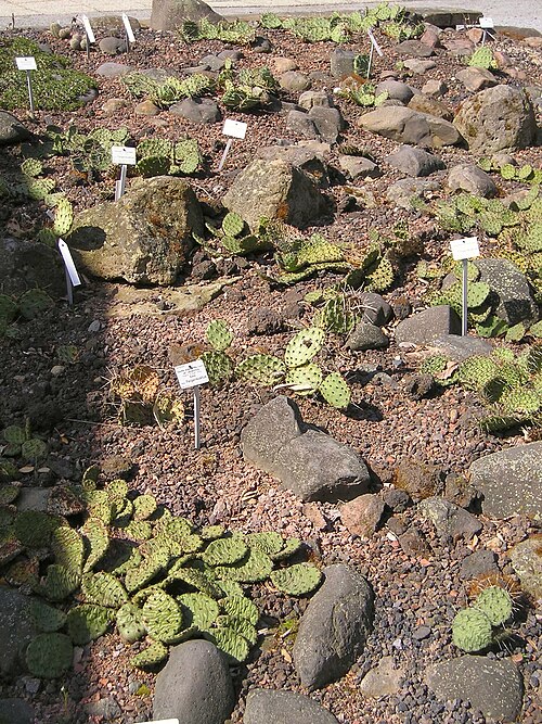 Tulip pricklypear: Feigenkaktus (Opuntia phaeacantha) Botanischer Garten TU Dresden, April 2009 Creative Commons Licence BY 2.0 Quellenangabe / Credit: Photo by Maja Dumat - flick