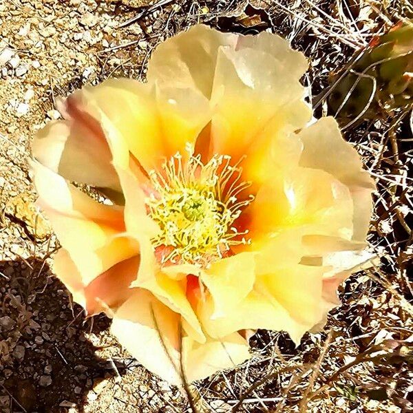 Tulip pricklypear (Opuntia phaeacantha)