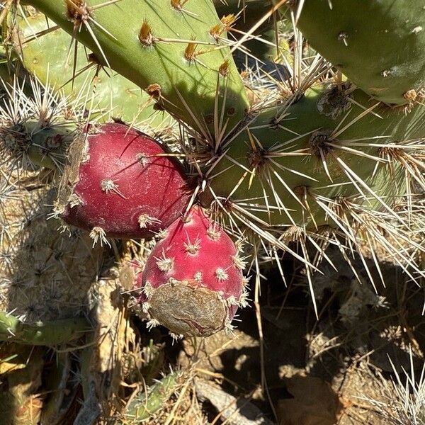 Tulip pricklypear (Opuntia phaeacantha)