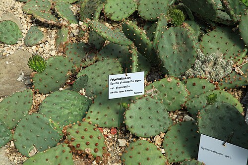 Tulip pricklypear: Opuntia phaeacantha , Pflanzenschauhäuser im Rombergpark in Dortmund
