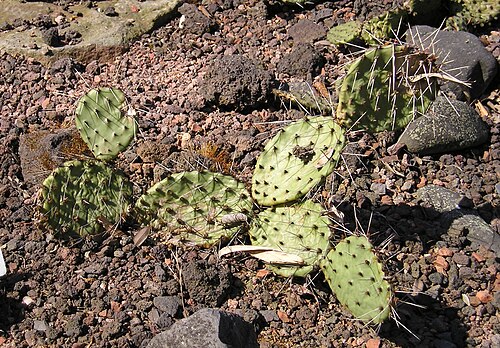 Tulip pricklypear: Feigenkaktus (Opuntia phaeacantha) Botanischer Garten TU Dresden, April 2009 Creative Commons Licence BY 2.0 Quellenangabe / Credit: Photo by Maja Dumat - flick