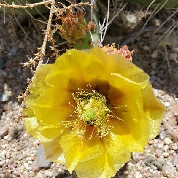Tulip pricklypear (Opuntia phaeacantha)
