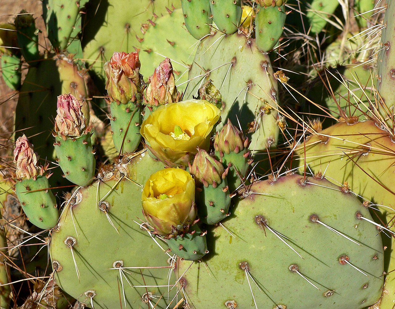 Tulip pricklypear: Opuntia phaeacantha in Calico Basin , west of Las Vegas, Nevada
