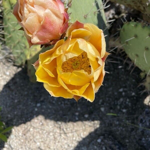 Tulip pricklypear (Opuntia phaeacantha)
