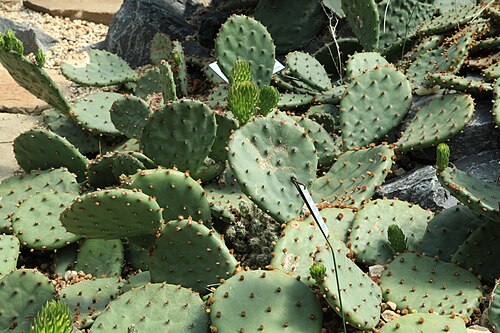 Tulip pricklypear: Opuntia phaeacantha , Pflanzenschauhäuser im Rombergpark in Dortmund