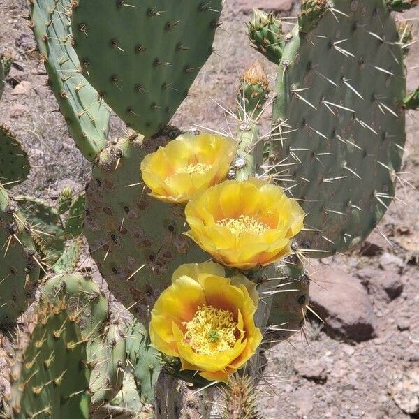 Tulip pricklypear (Opuntia phaeacantha)