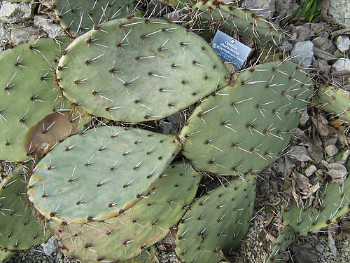 Tulip pricklypear: Opuntia phaeacantha in the botanic garden of Berne
