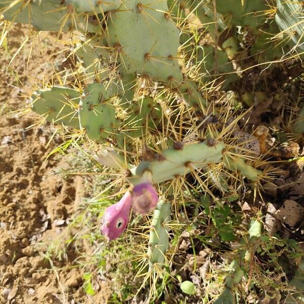 Erect pricklypear (Opuntia stricta)
