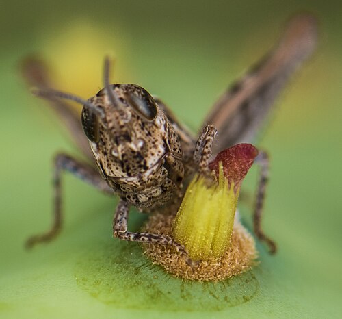 Erect pricklypear: Calliptamus barbarus (Occitan Grasshopper) on a Opuntia stricta (Erect Prickly Pear).