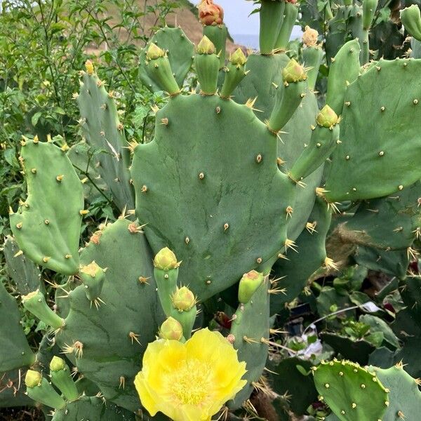 Erect pricklypear (Opuntia stricta)