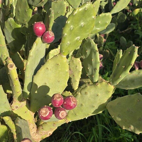 Erect pricklypear (Opuntia stricta)