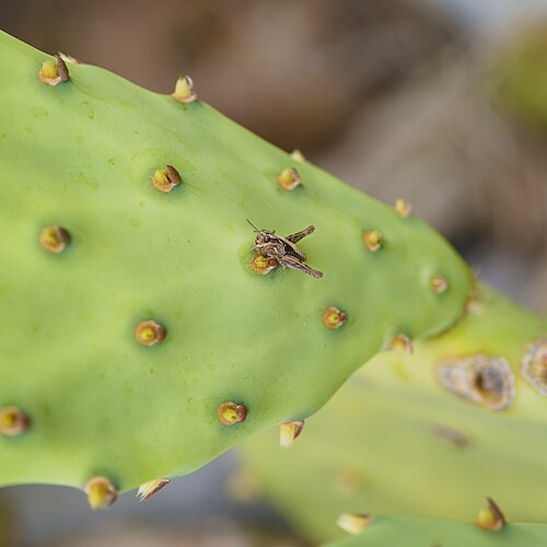 Erect pricklypear: Calliptamus barbarus (Occitan Grasshopper) on a Opuntia stricta (Erect Prickly Pear).