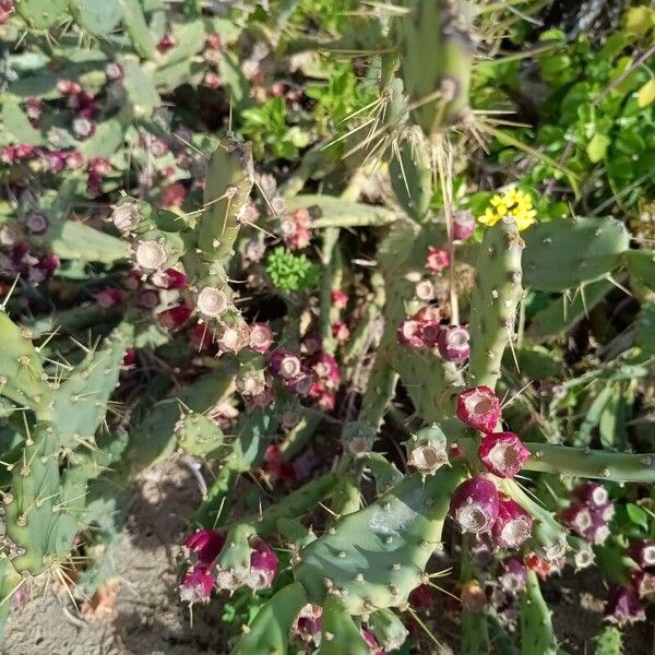 Erect pricklypear (Opuntia stricta)
