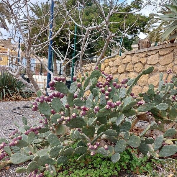 Erect pricklypear (Opuntia stricta)