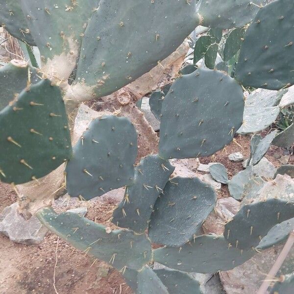 Erect pricklypear (Opuntia stricta)
