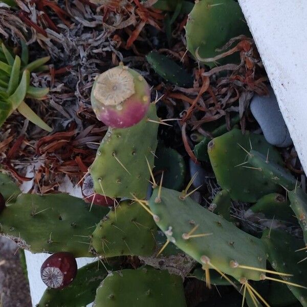 Erect pricklypear (Opuntia stricta)